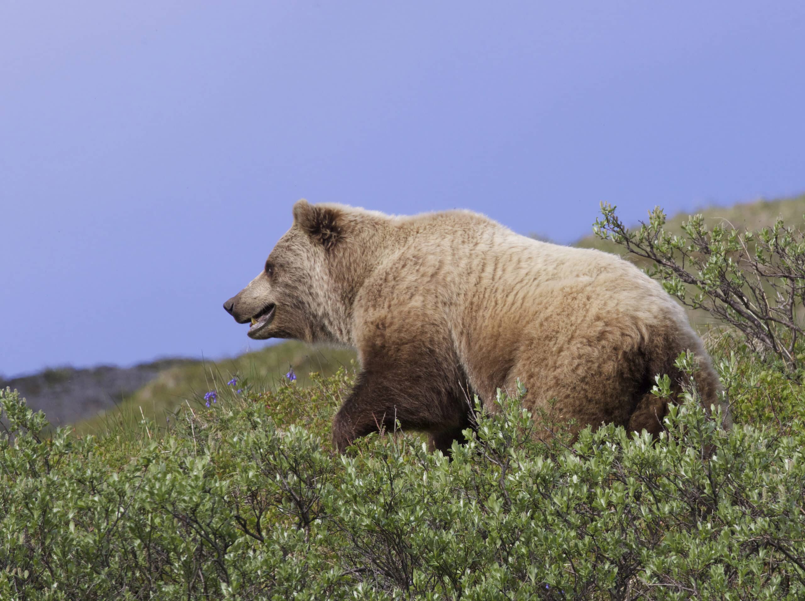 Mainland Grizzly Bear (Ursus arctos horribilis) (48102605108) Mainland Grizzly Bear (Ursus arctos horribilis) (48102605108)