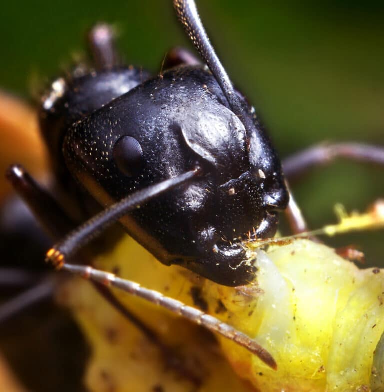 Carpenter Ant (Camponotus) Feeding on a Caterpillar Carpenter Ant (Camponotus) Feeding on a Caterpillar