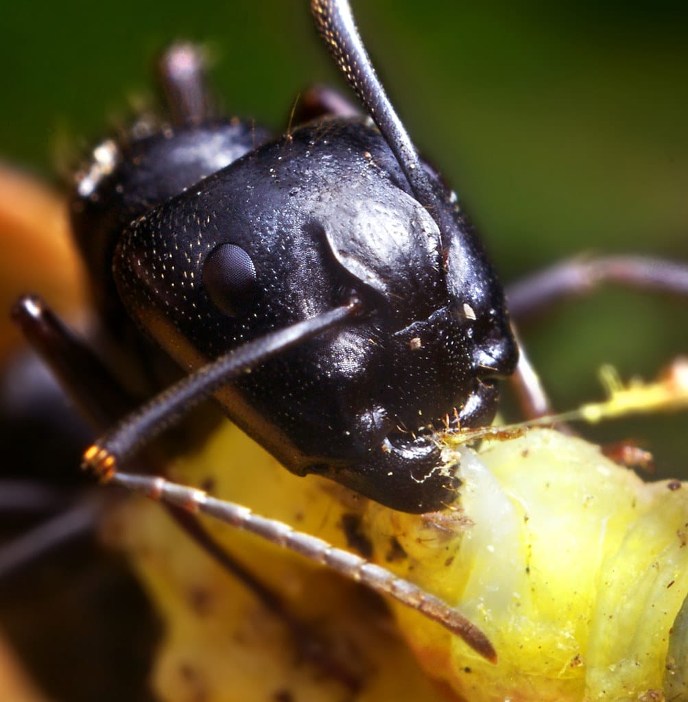 Carpenter Ant (Camponotus) Feeding on a Caterpillar Carpenter Ant (Camponotus) Feeding on a Caterpillar