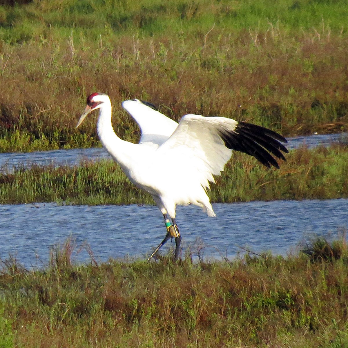 File:Whooping Crane with transmitter (26046941571).jpg