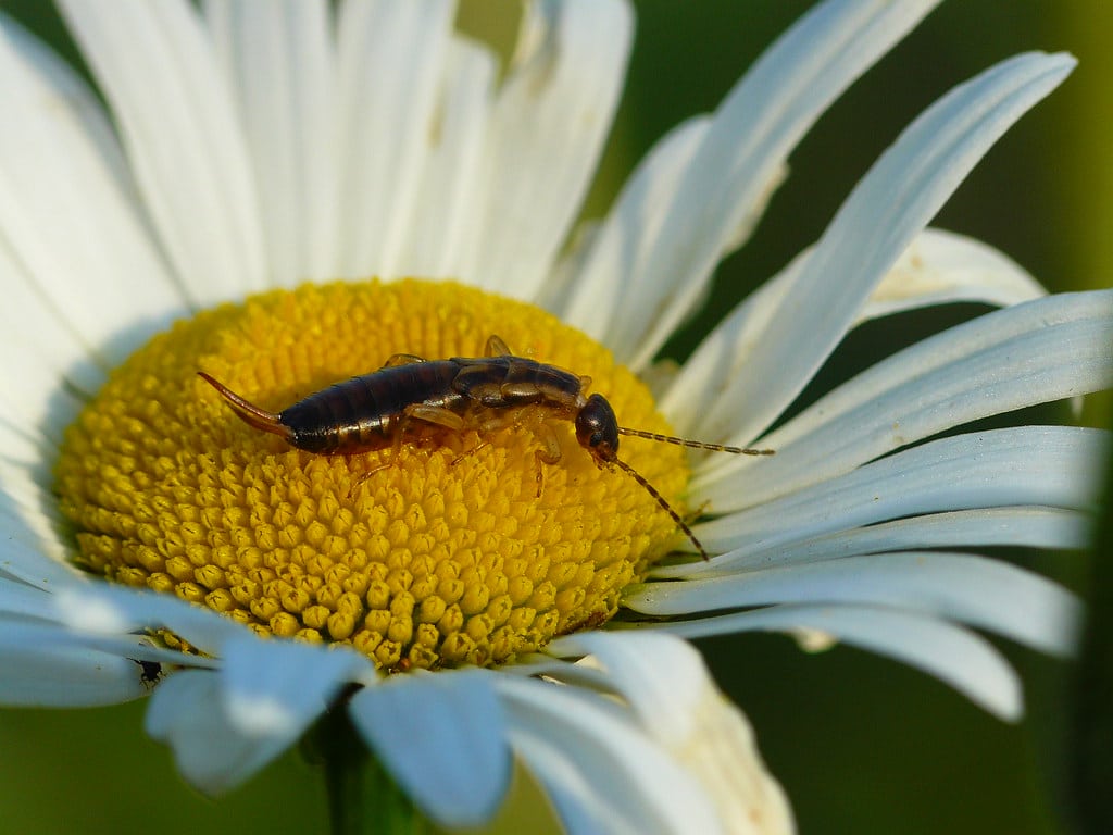 European Earwig (Forficula auricularia)