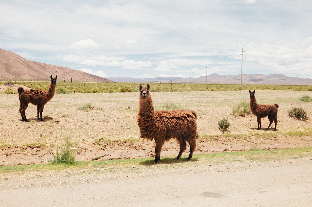 ‘Alpacas’, Argentina, Jujuy Province, Abra Pampa