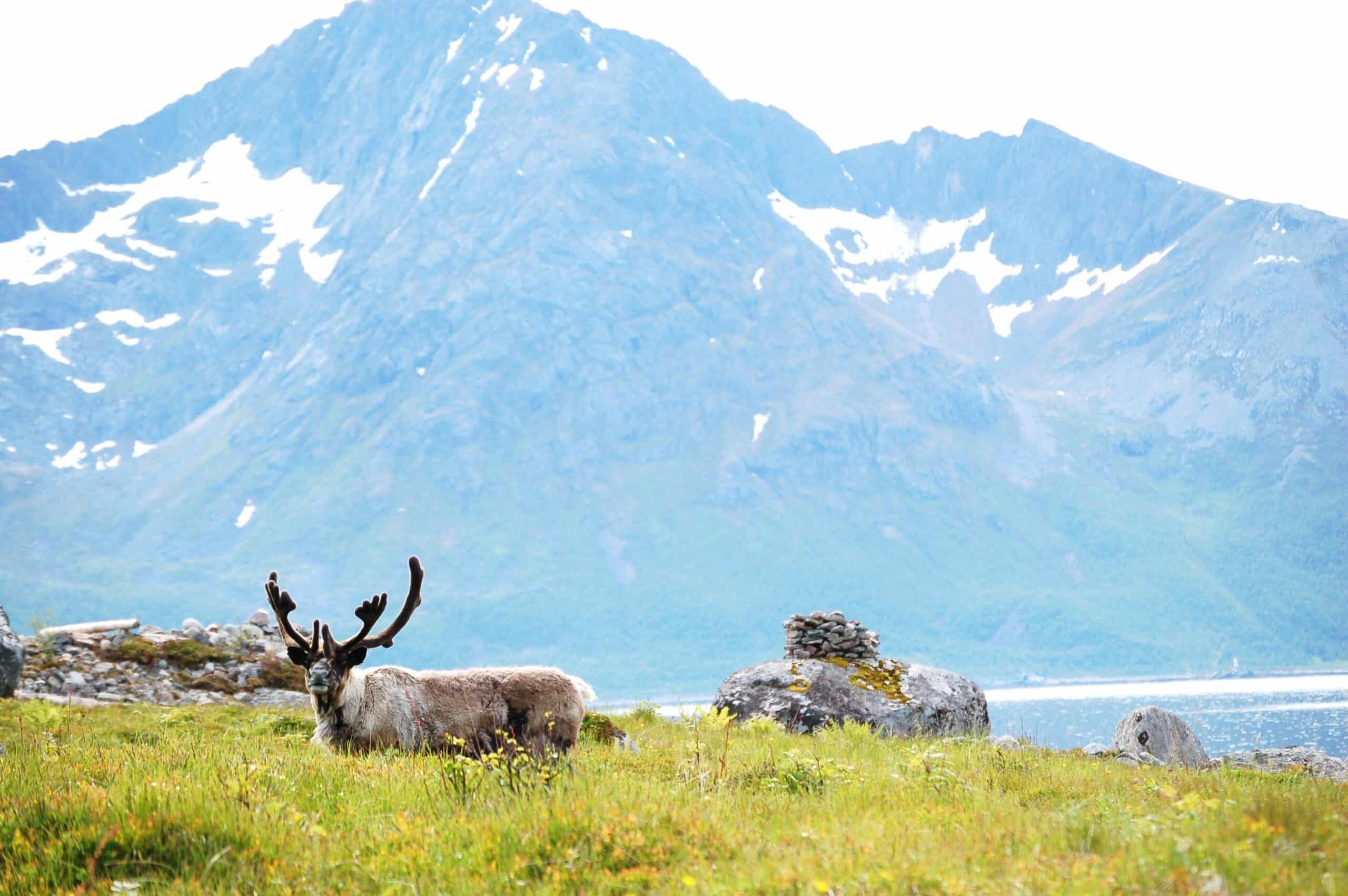 Reindeer in Norway -Rekvika -Troms – Norway