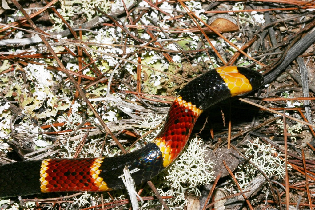 Coral Snake Closeup Coral Snake Closeup