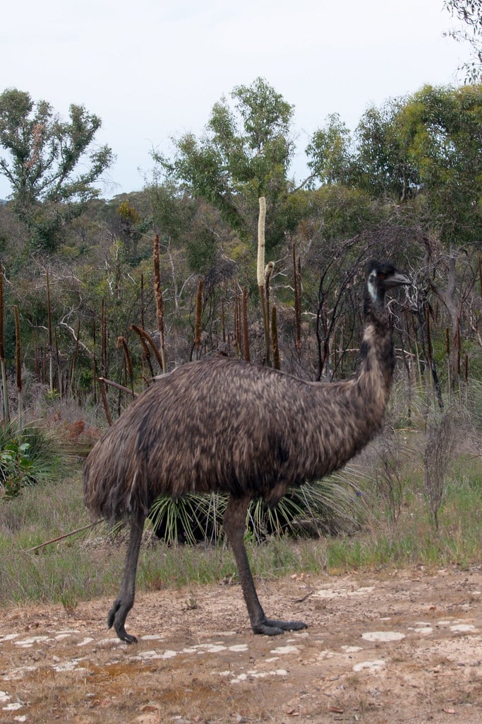 emu Dromaius novaehollandiae