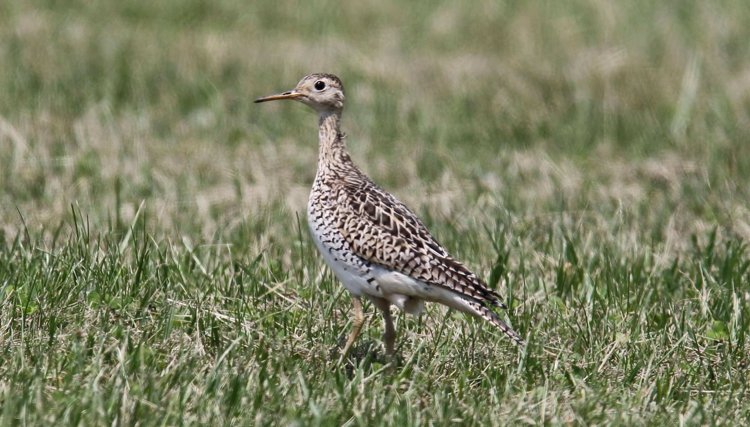 Upland Sandpiper (Bartramia longicauda) (43065586965)