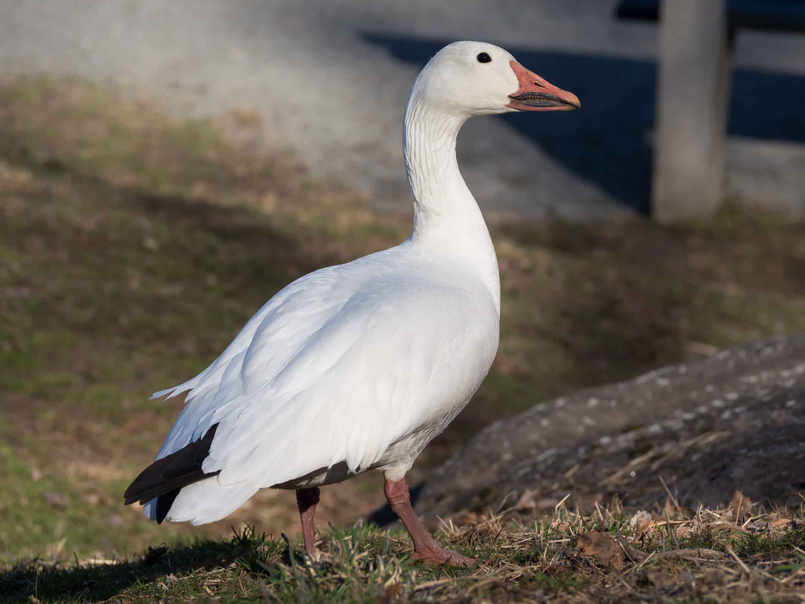 Snow goose in Central Park (33138) Snow goose in Central Park (33138)