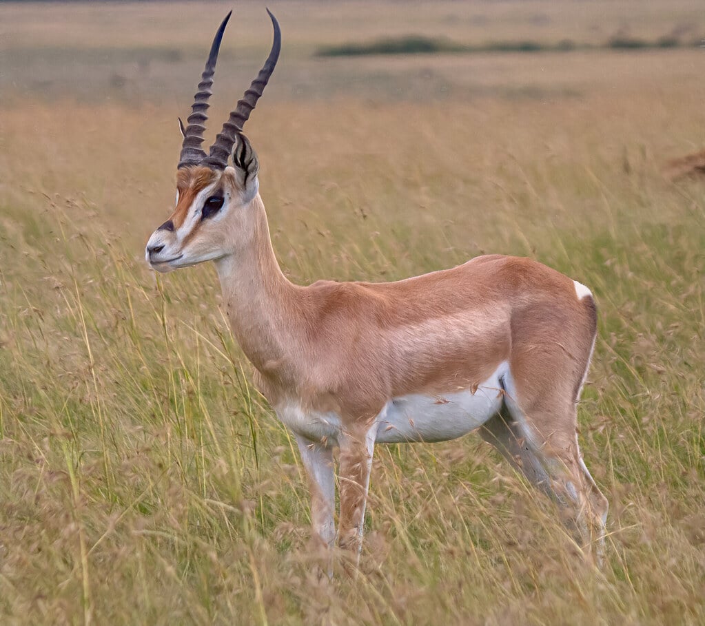 Grant’s Gazelle, Maasai Mara