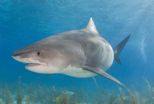 Emma, the Tiger Shark Emma, the Tiger Shark