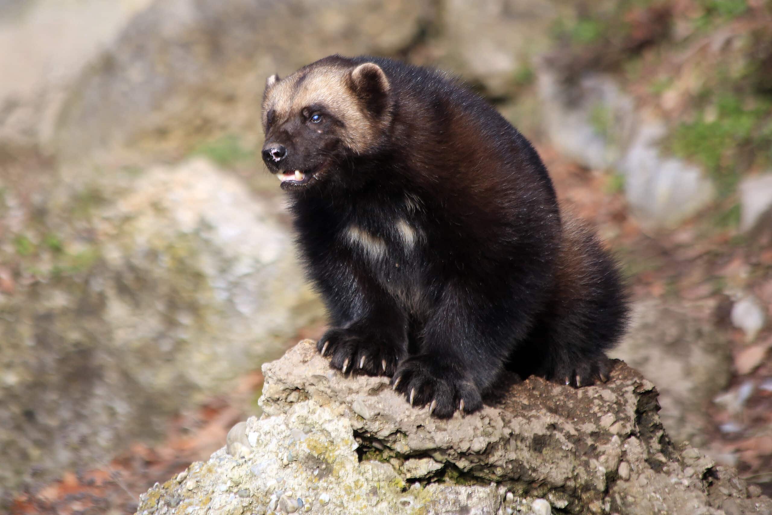Vielfraß (Gulo gulo) Zoo Salzburg 2014 f