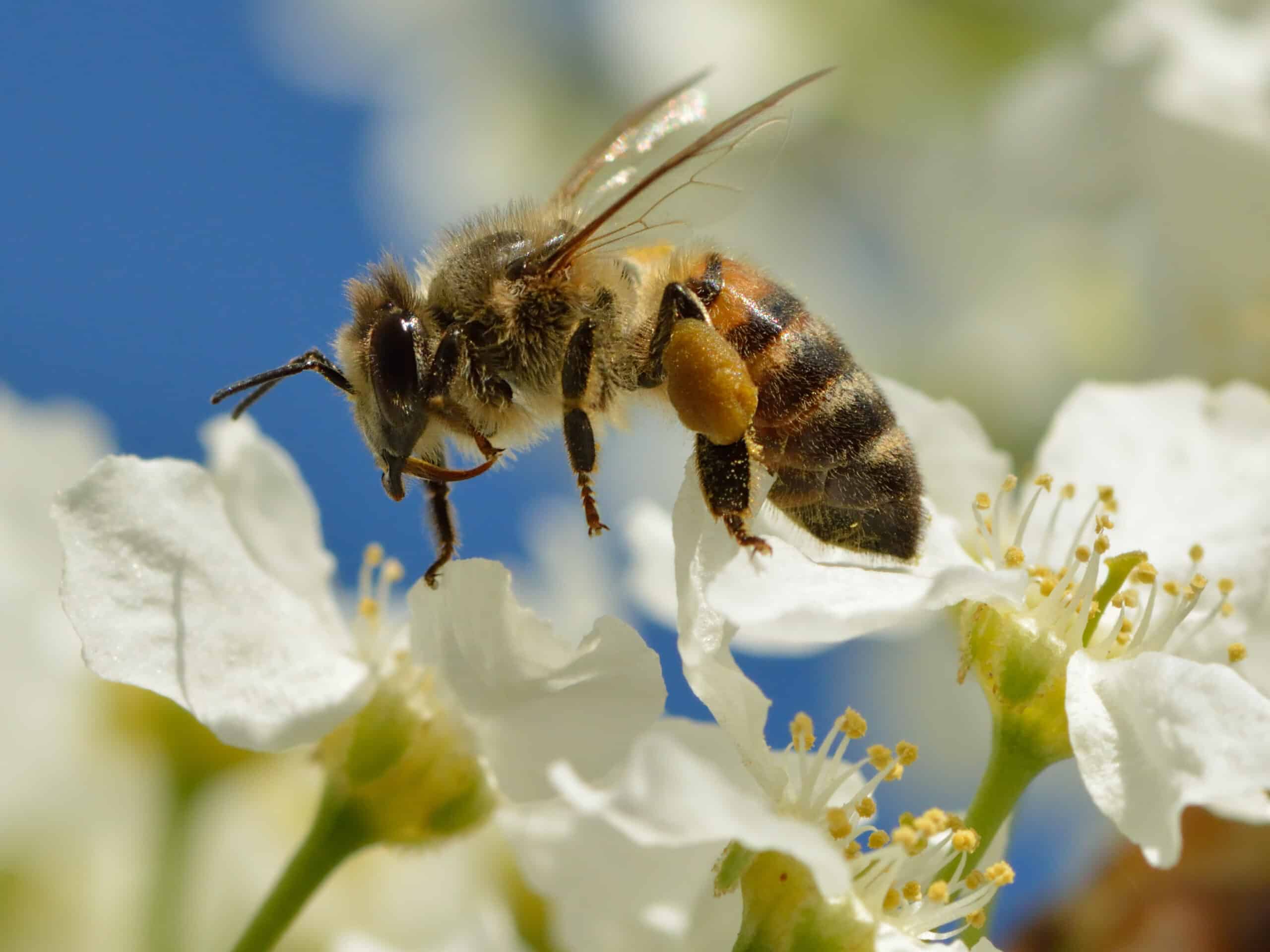 Apis mellifera – Prunus padus – Keila Apis mellifera – Prunus padus – Keila