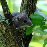 A small gray mouse is partially visible, peeking from behind a tree trunk with green leaves in the foreground.