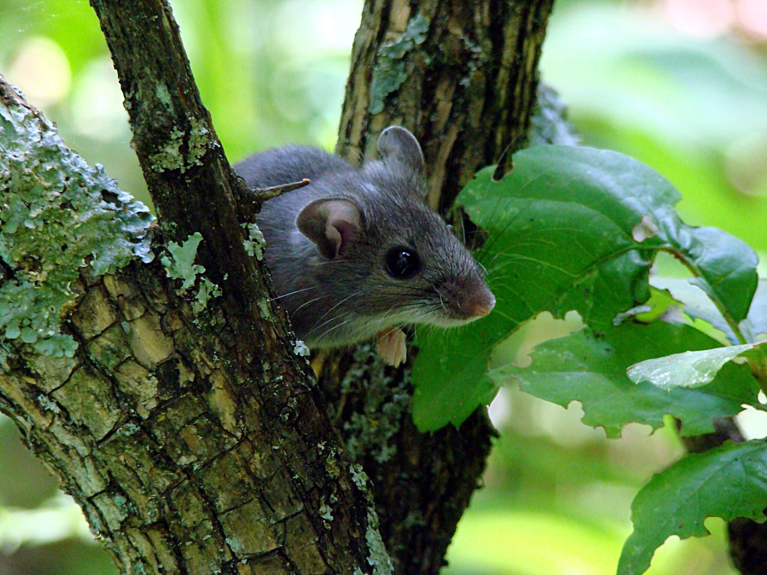 A small gray mouse is partially visible, peeking from behind a tree trunk with green leaves in the foreground.