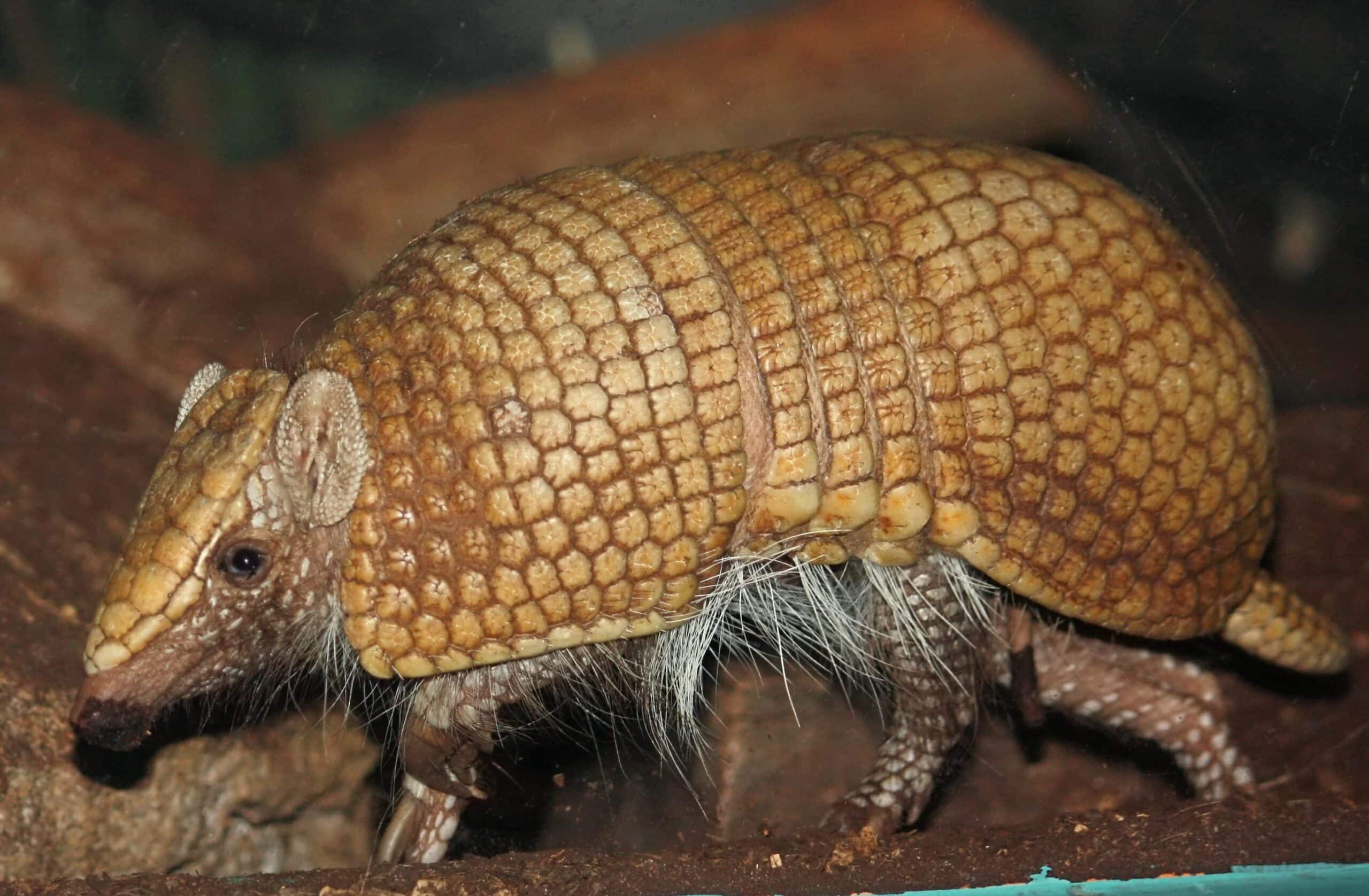 Southern Three Banded Armadillo 001-2 Southern Three Banded Armadillo 001-2