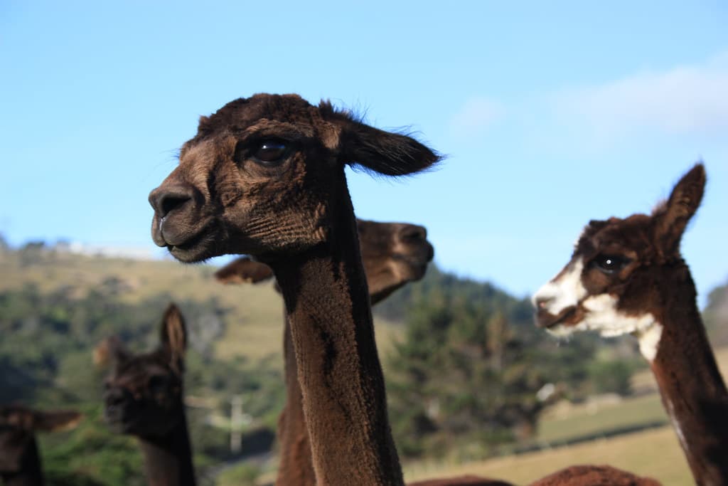 Alpacas