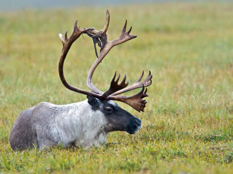 Caribou (16272522662) Caribou