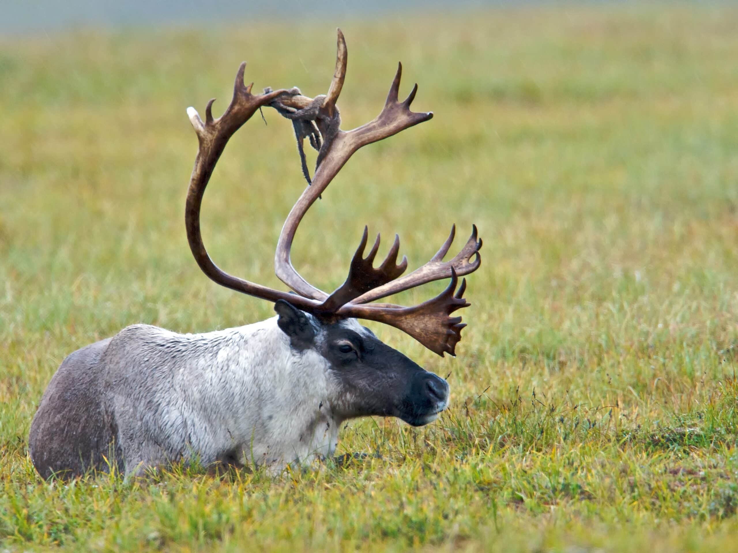 Caribou (16272522662)  Caribou