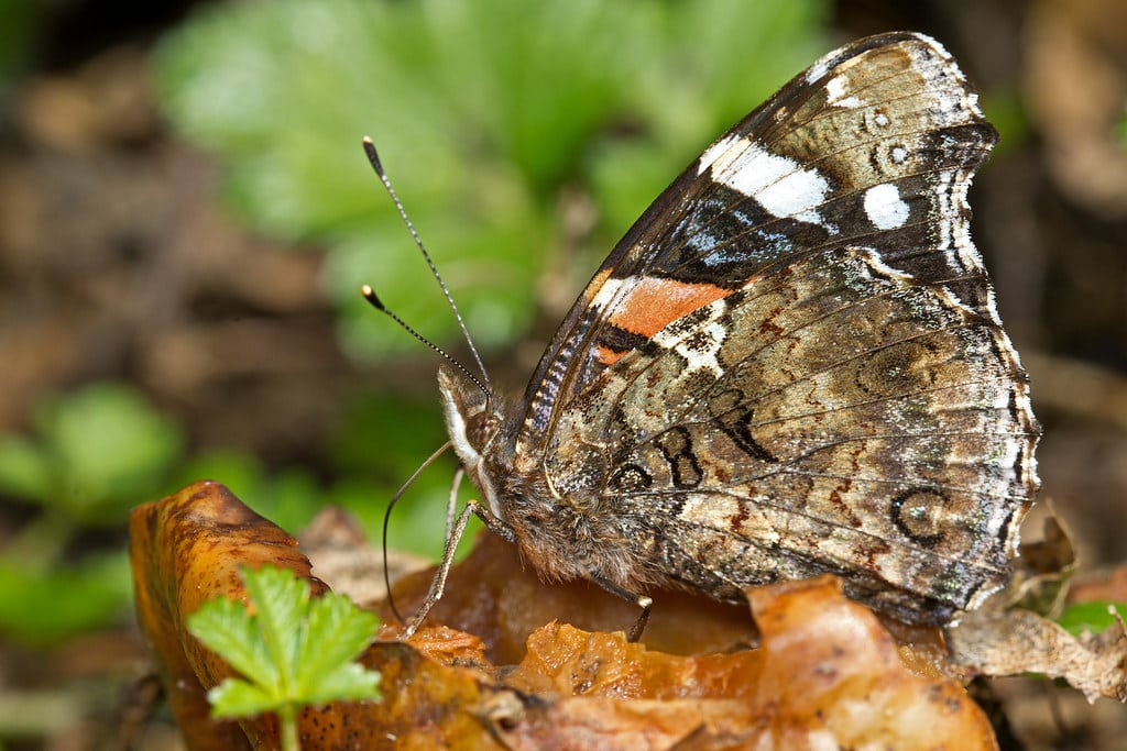 Vanessa atalanta