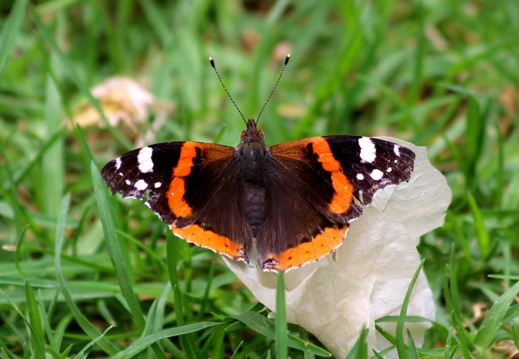 IMG_0451/Maroc/Morocco/Vanessa Atalanta/Le vulcain/