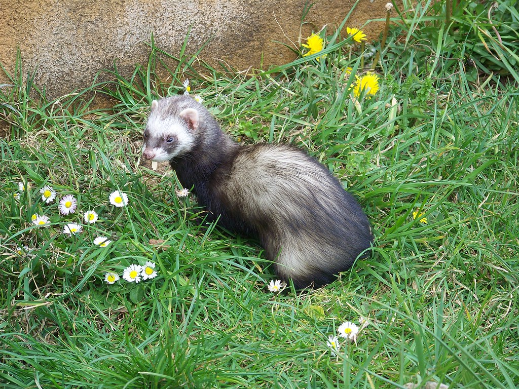 Hurón Hurón
