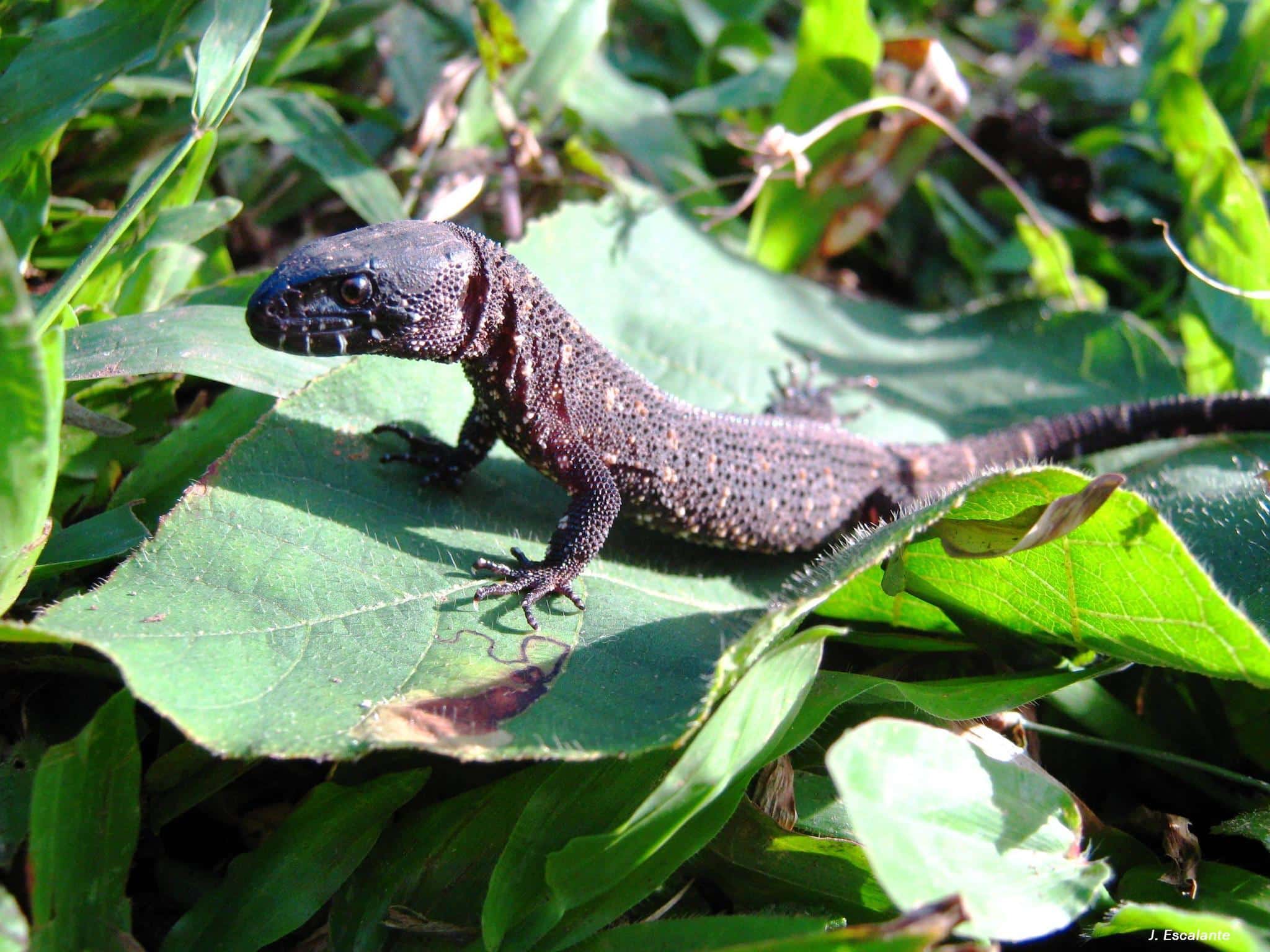 Lepidophyma tuxtlae