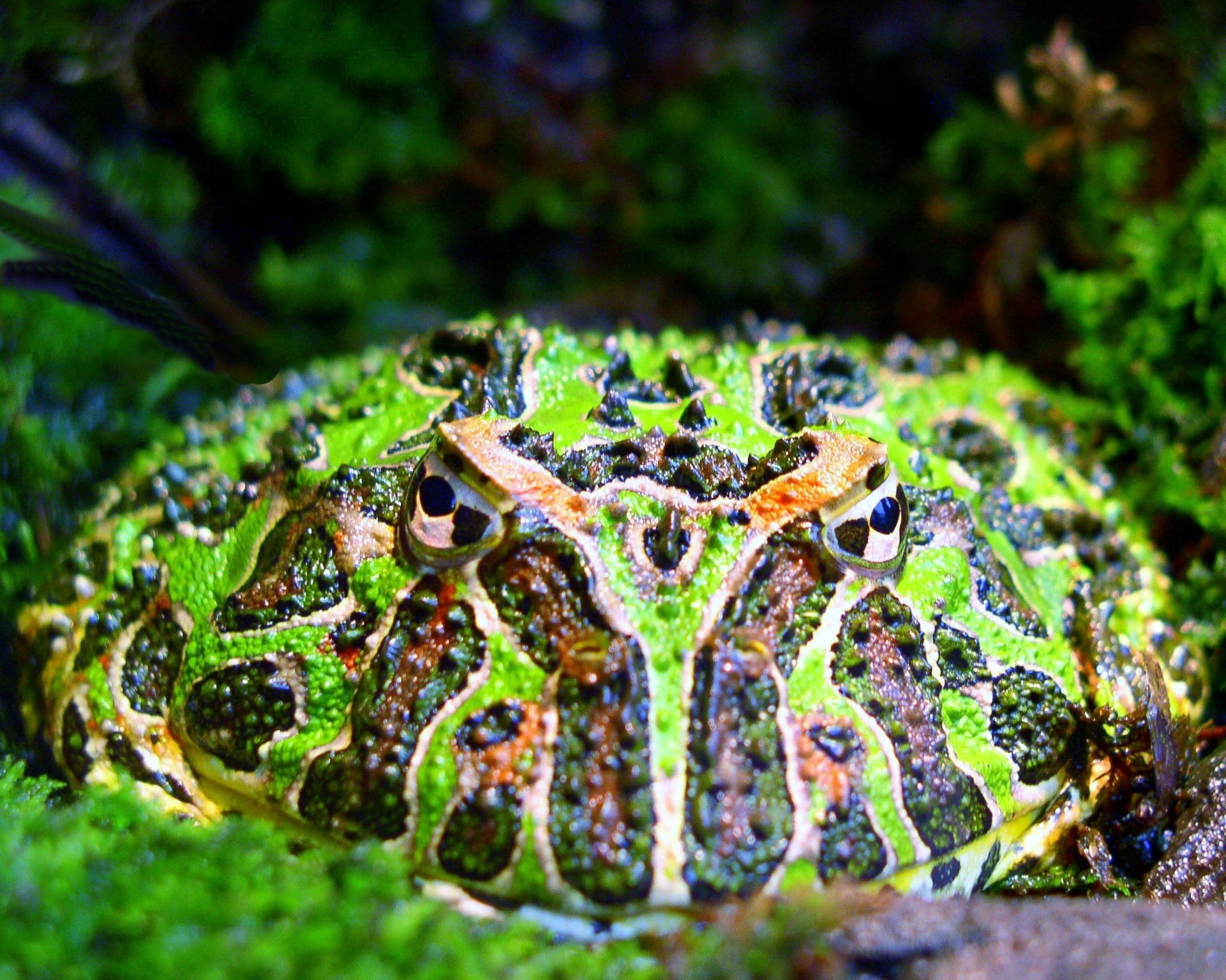 Argentine horned frog (Ceratophrys ornata) Argentine horned frog (Ceratophrys ornata)