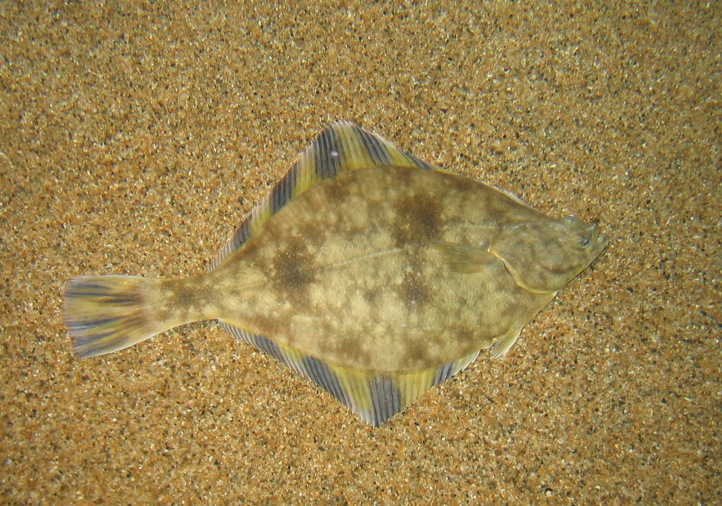 Monterey Aquarium Flounder Monterey Aquarium Flounder