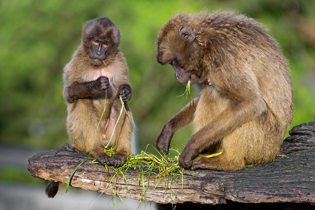 Two gelada baboons together