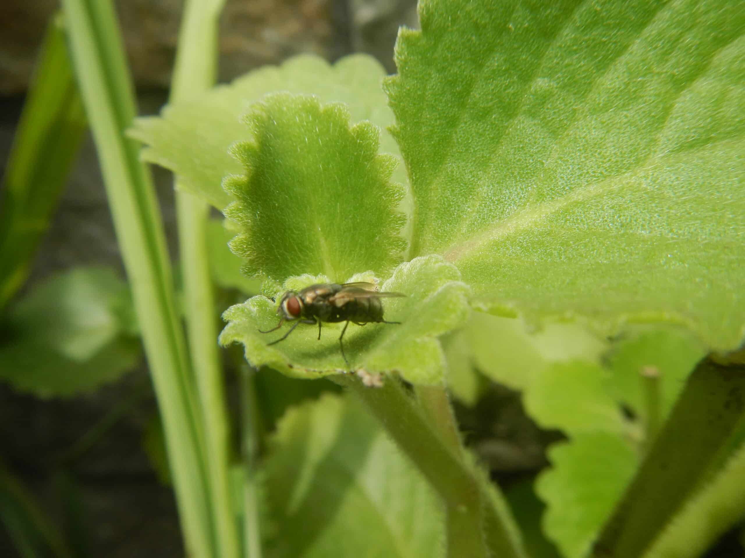 2608Common houseflies on Oregano 06 2608Common houseflies on Oregano 06