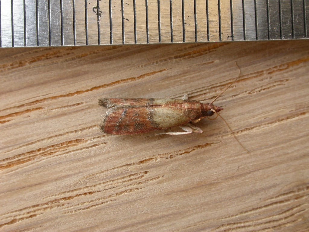 Plodia interpunctella Plodia interpunctella