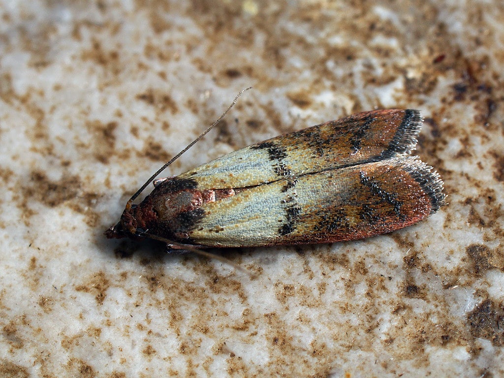 Plodia interpunctella – Indian meal moth – Южная амбарная огнёвка Plodia interpunctella – Indian meal moth – Южная амбарная огнёвка