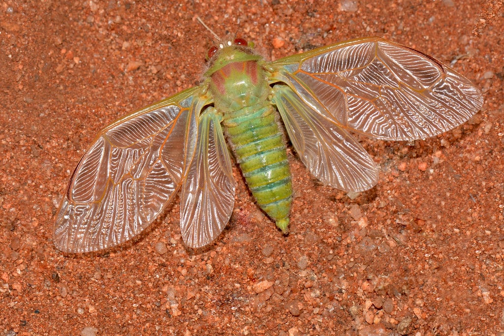 Western Bent-winged Cicada