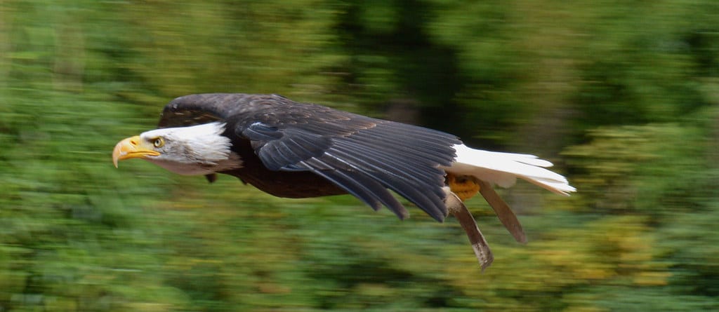 Aquila di mare testabianca