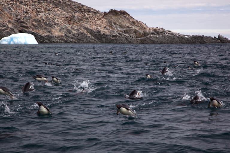 Porpoising penguins (Pygoscelis adeliae) Porpoising penguins (Pygoscelis adeliae)