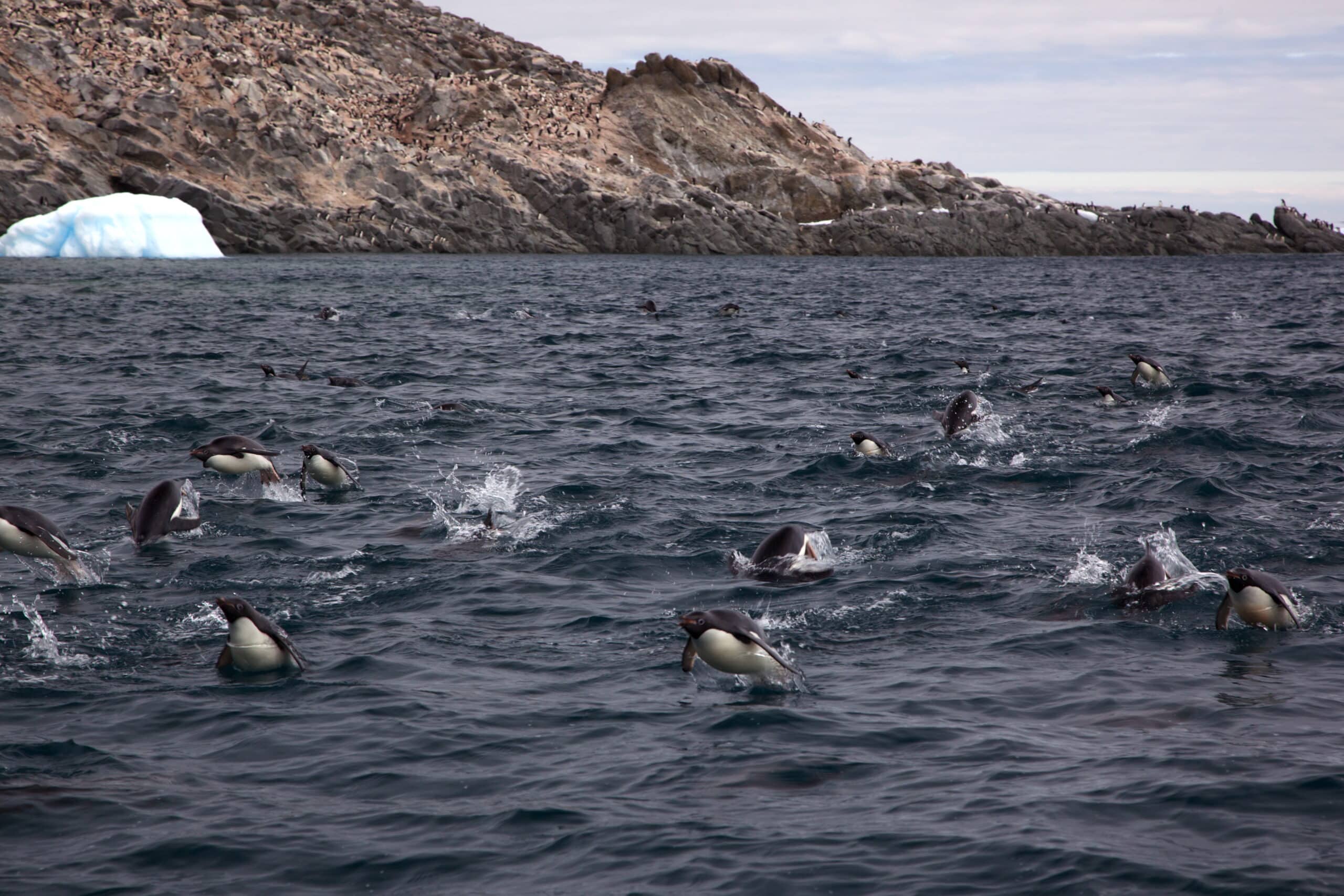 Porpoising penguins (Pygoscelis adeliae) Porpoising penguins (Pygoscelis adeliae)