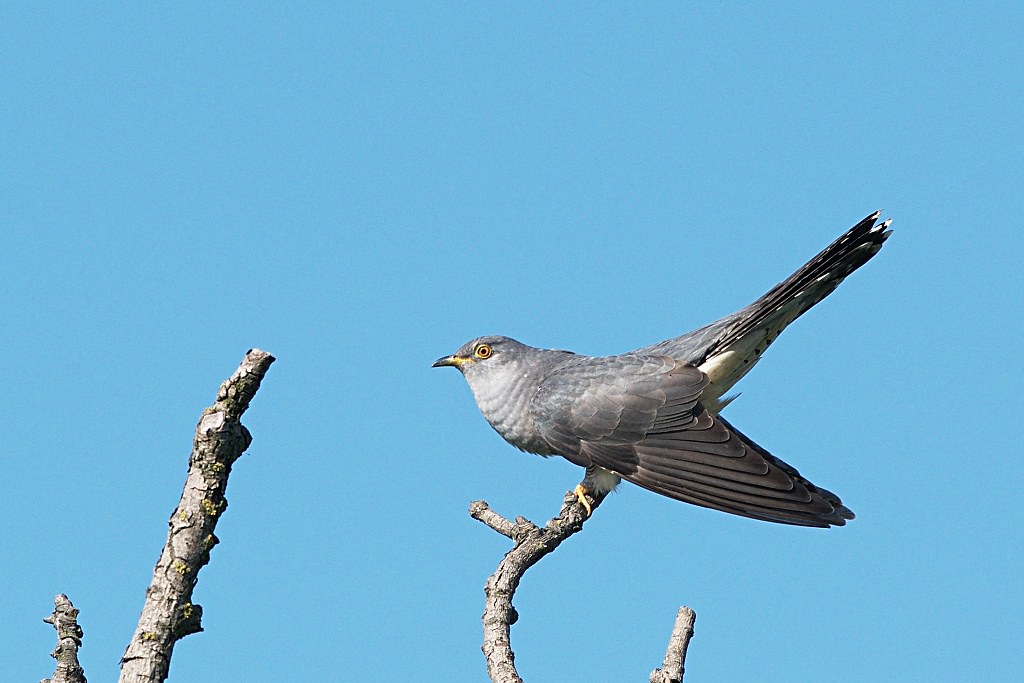 Cuculus canorus, kukučka obyčajná, Common Cuckoo