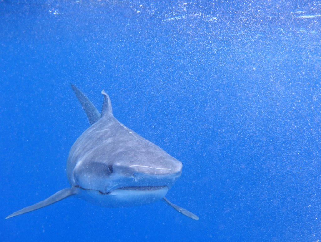 tiger shark 4 tiger shark 4