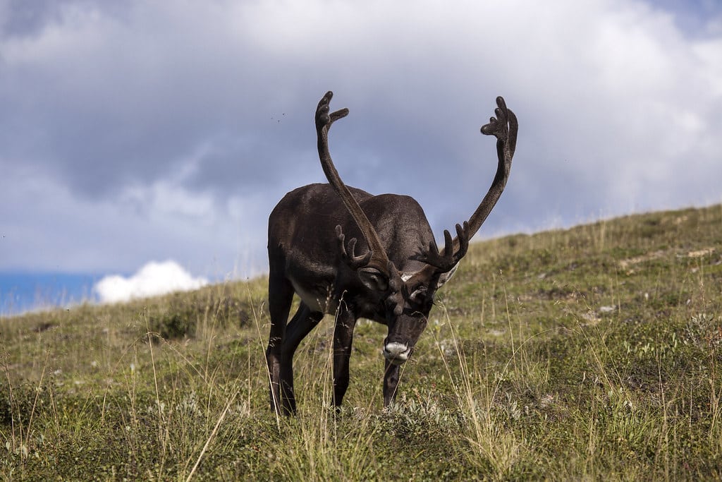 Caribou