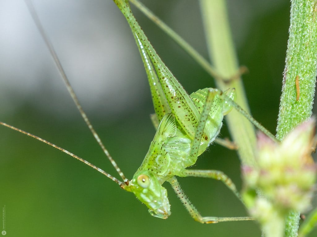 Bush Cricket 1 Bush Cricket 1