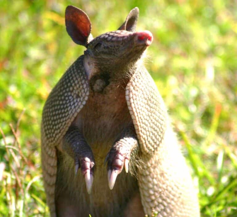 Armadillo Armadillo
