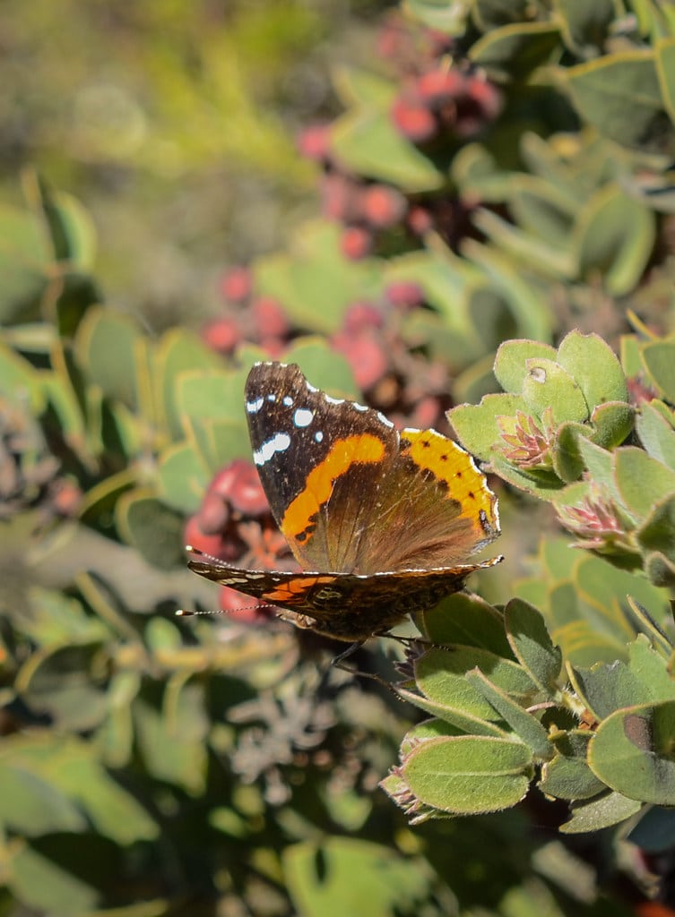 Red Admiral (Vanessa atalanta)