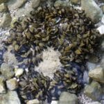 Zebra Mussels