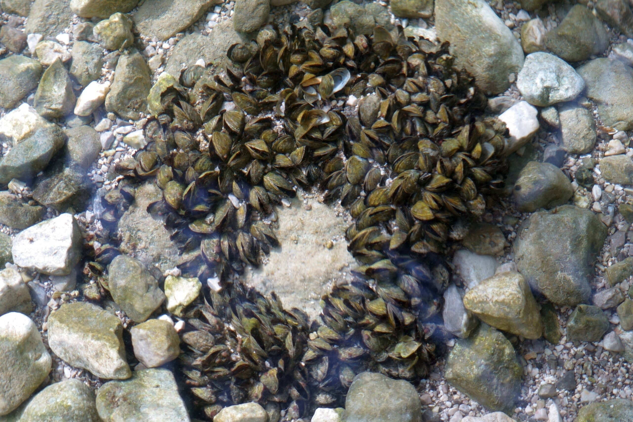 Zebra Mussels