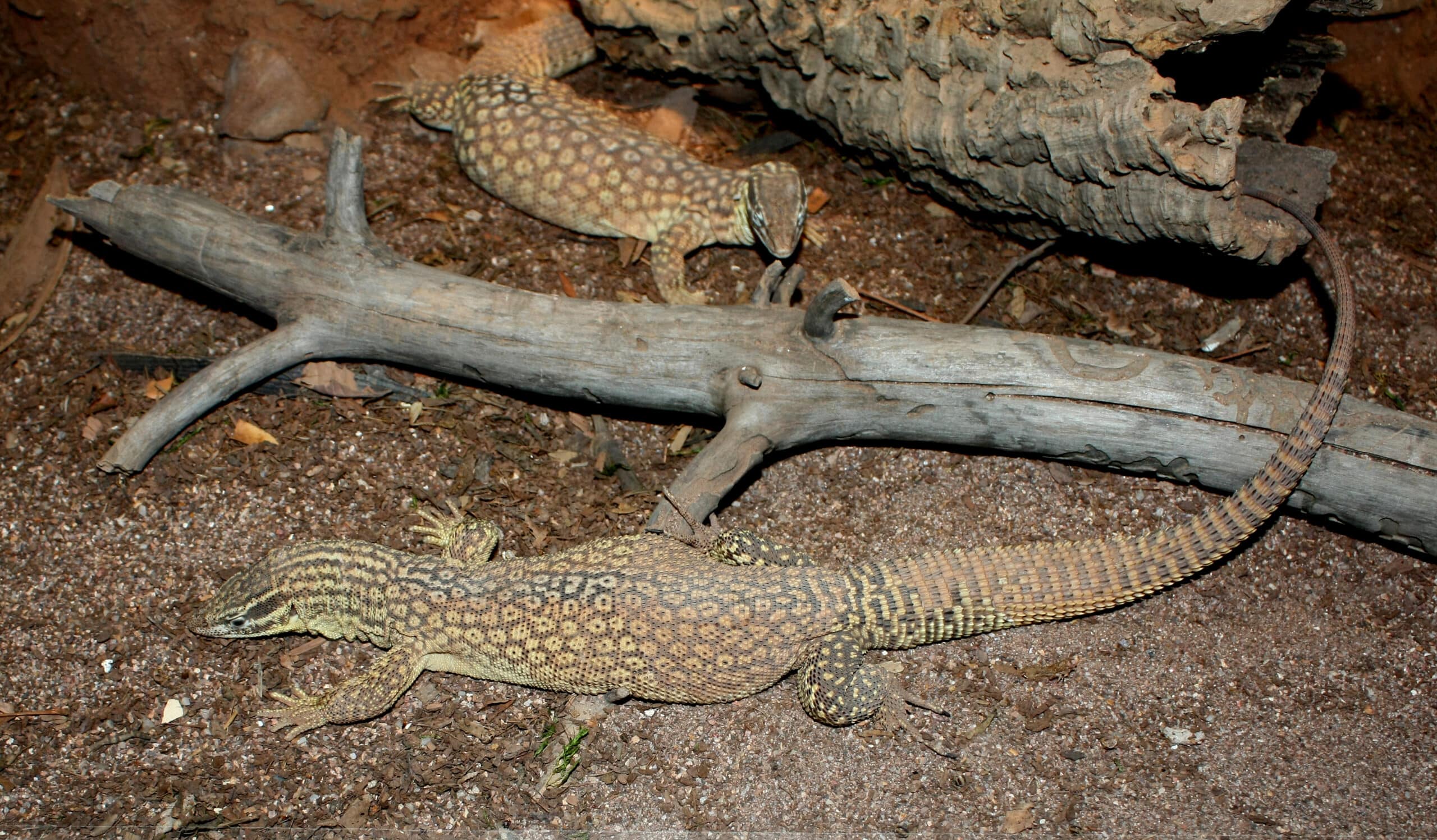 File:Varanus acanthurus25.JPG File:Varanus acanthurus25.JPG