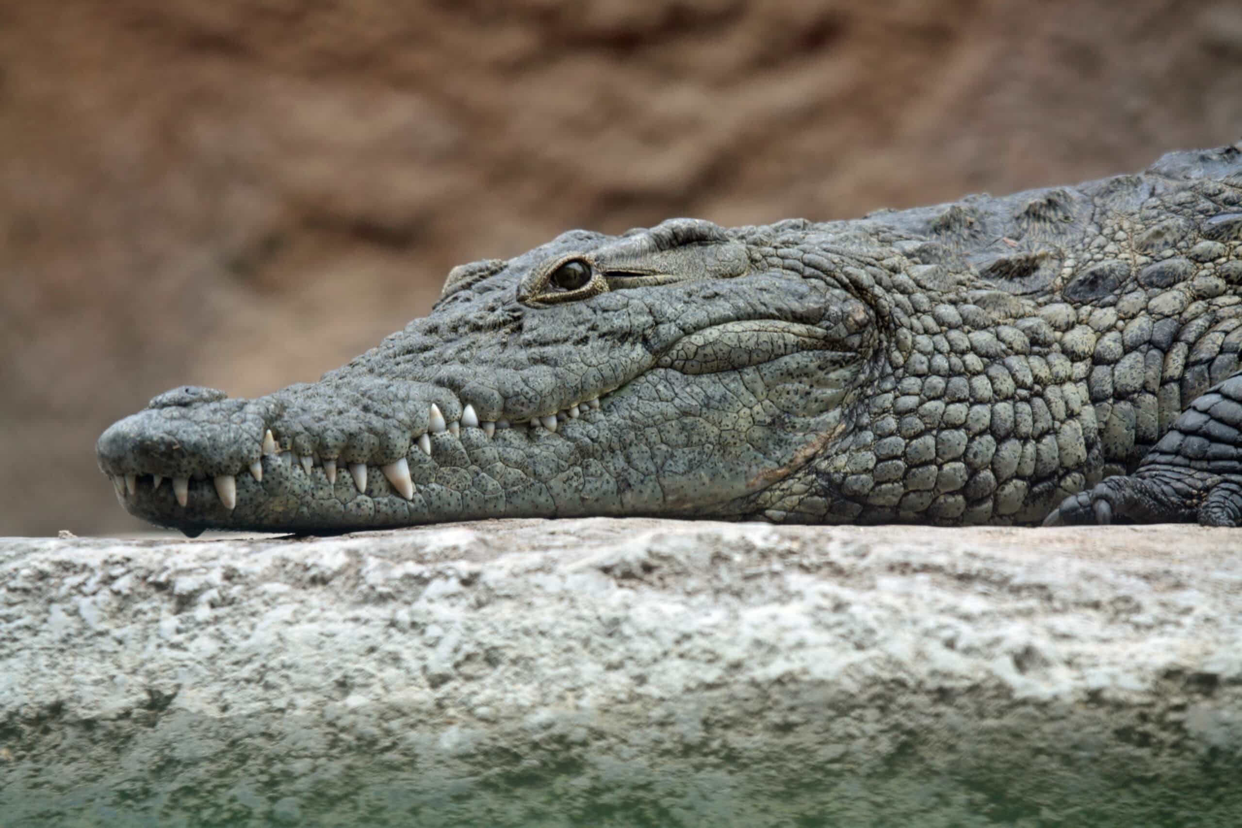 File:Nile crocodile head.jpg File:Nile crocodile head.jpg