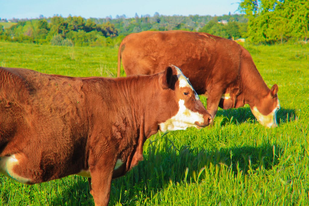 Happy Cows Happy Cows