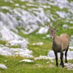 Ibex
