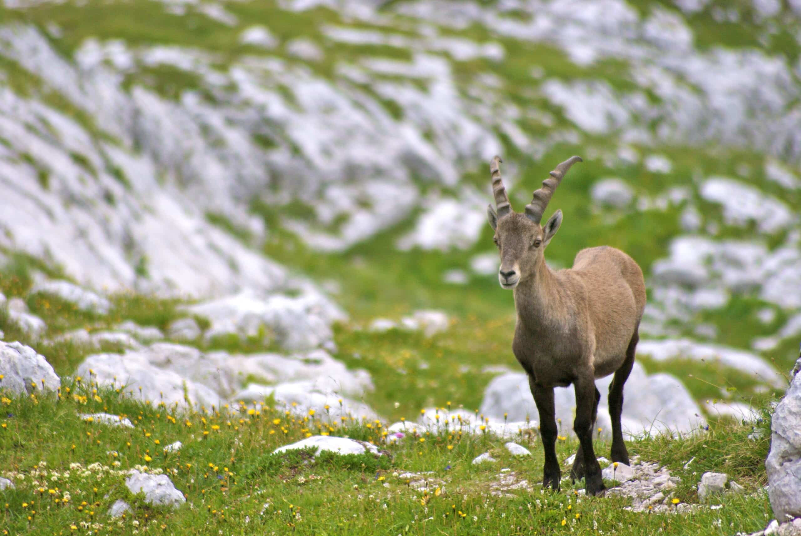 Ibex