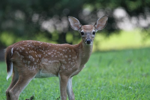 White-Tailed Deer (Odocoileus virginianus)