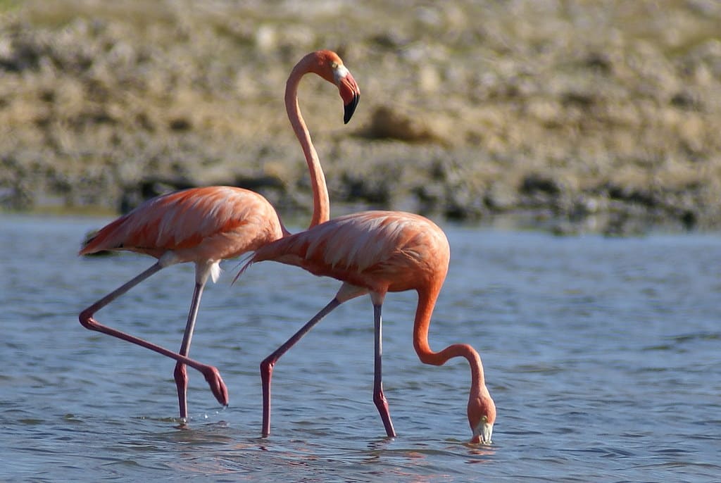 Flamingos